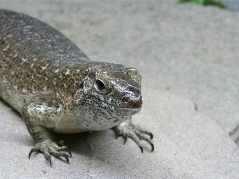 Dieren